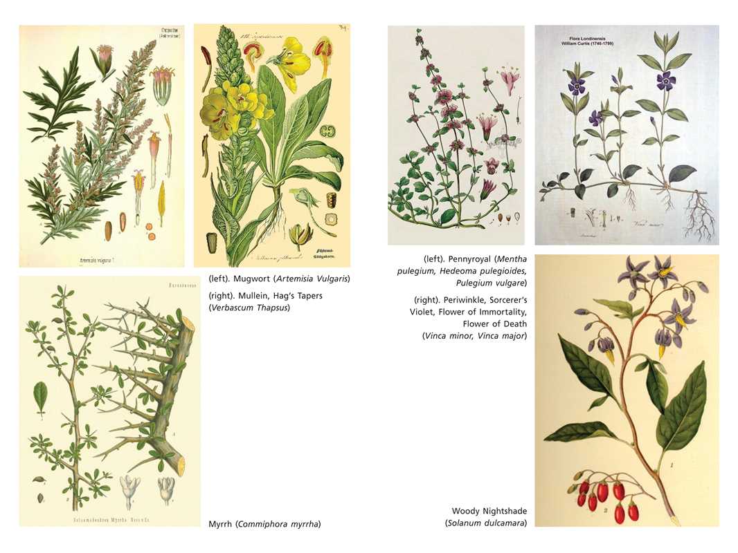 A vintage botanical art print featuring six detailed illustrations of different plants arranged in a two-by-three grid on a cream-colored background, with each plant labeled with its scientific name and common name.