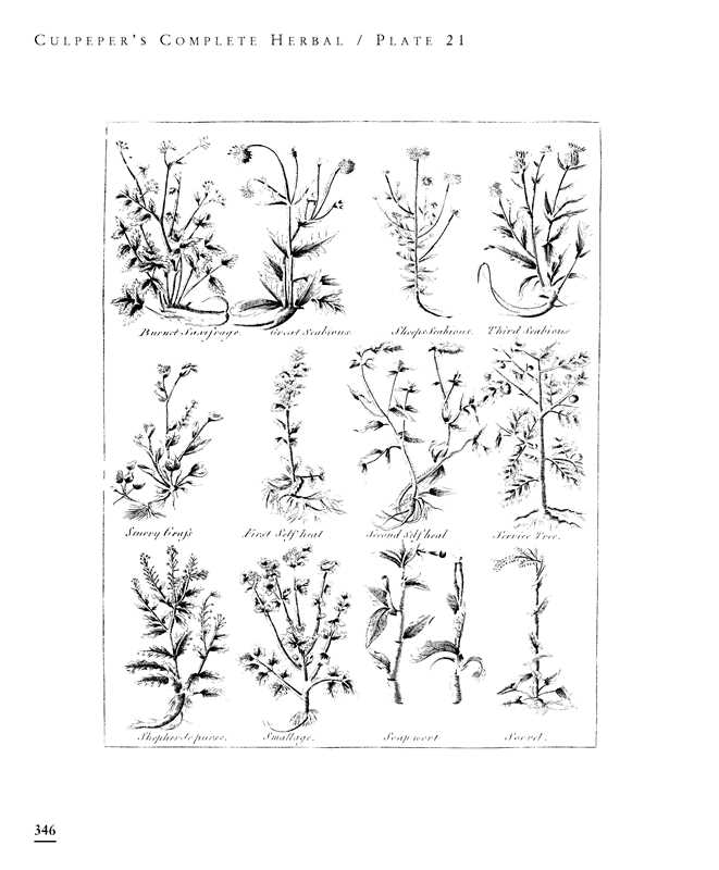 Illustrations of various plants from Culpeper's Complete Herbal on a white background