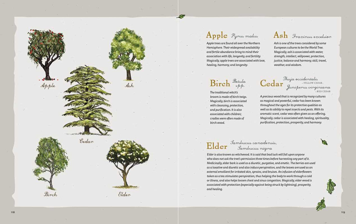 Illustrations of trees with their names and descriptions on a white background